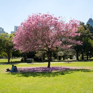 A nature lover’s guide to Brisbane 2017