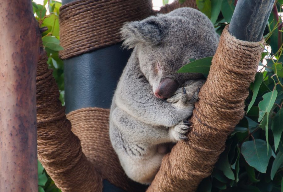 Lone Pine Koala Sanctuary