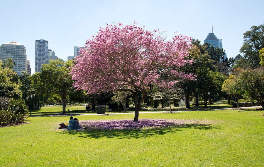 Brisbane City Botanic Gardens