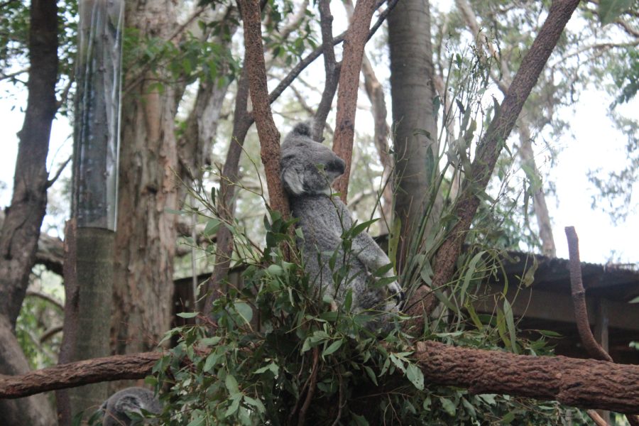 Lone Pine Koala Sanctuary